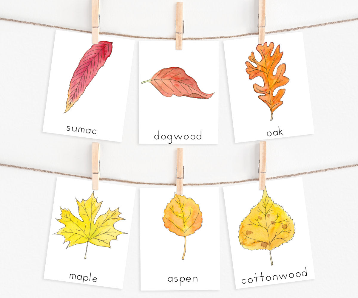 Autumn Leaves