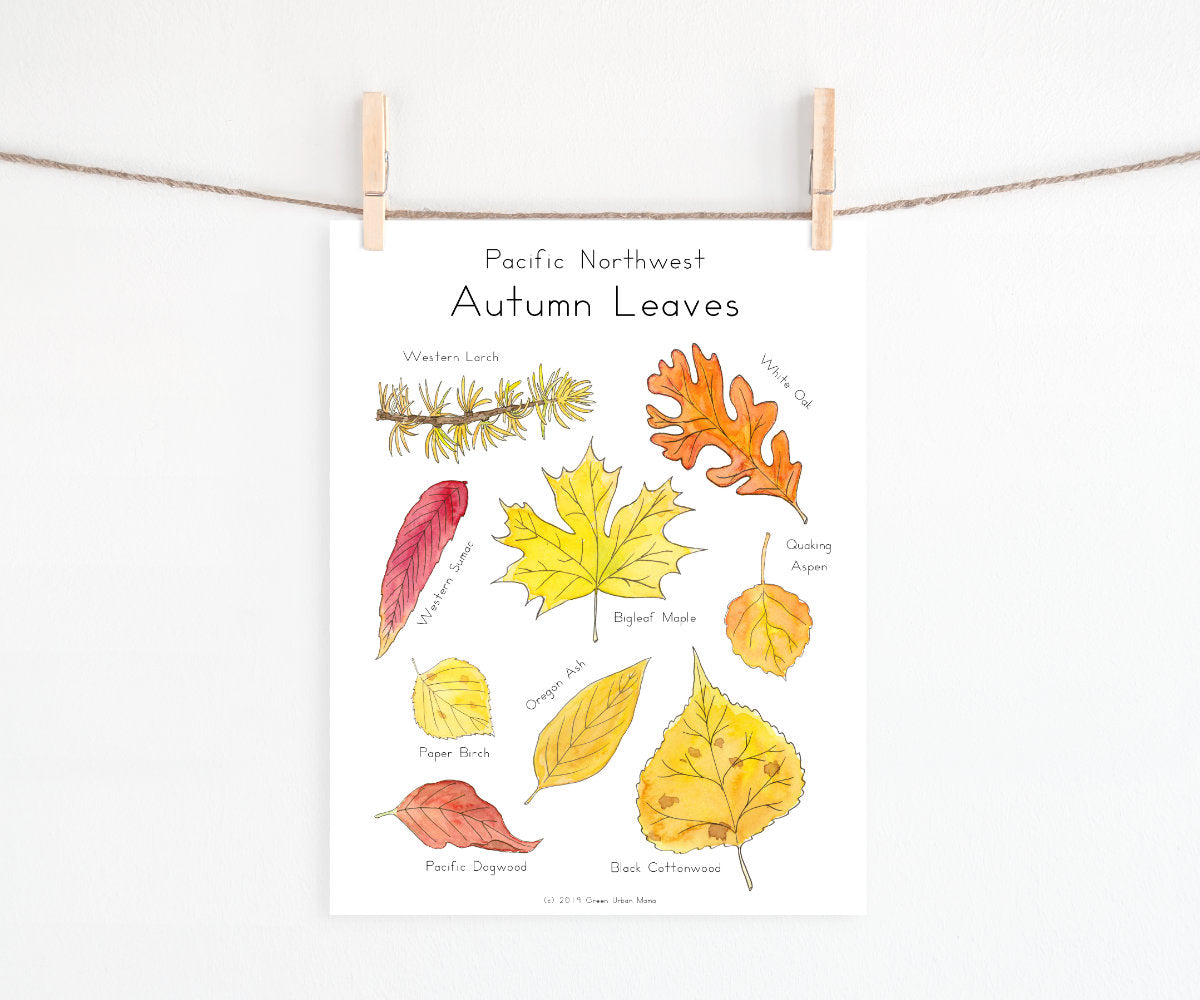 Autumn Leaves