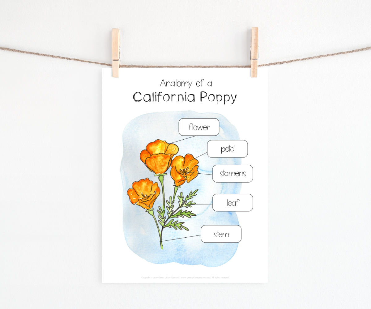 California Poppy Mini Nature Study | Printable