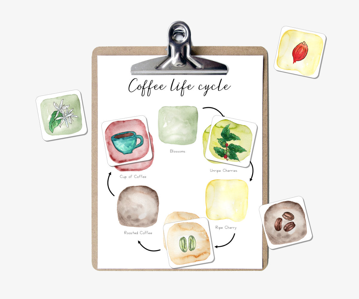 Coffee Plant Life Cycle