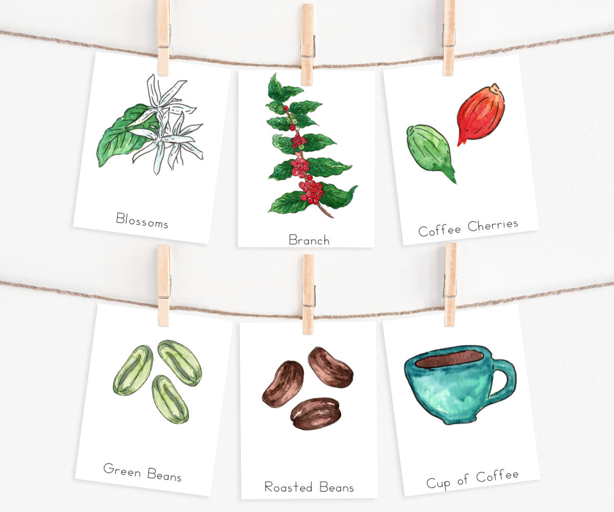 Coffee Plant Life Cycle