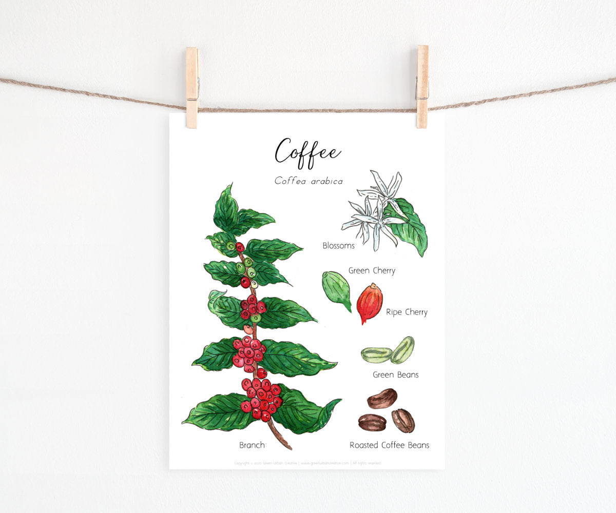 Coffee Plant Life Cycle
