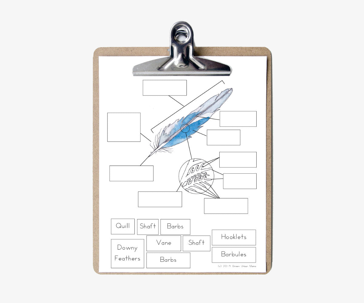 Anatomy of a Feather | Printable