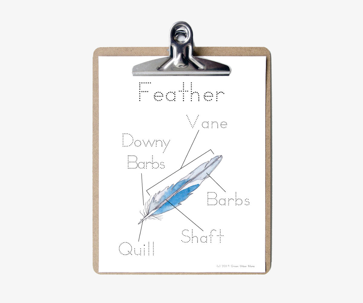 Anatomy of a Feather | Printable