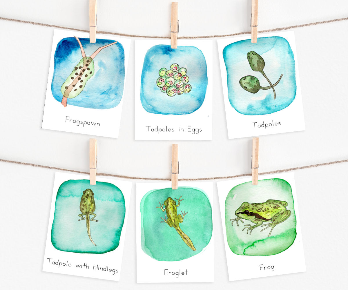 Pacific Tree Frog Life Cycle | Printable