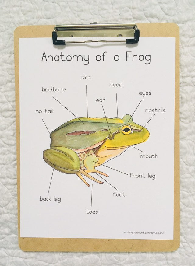 Frog Anatomy Poster