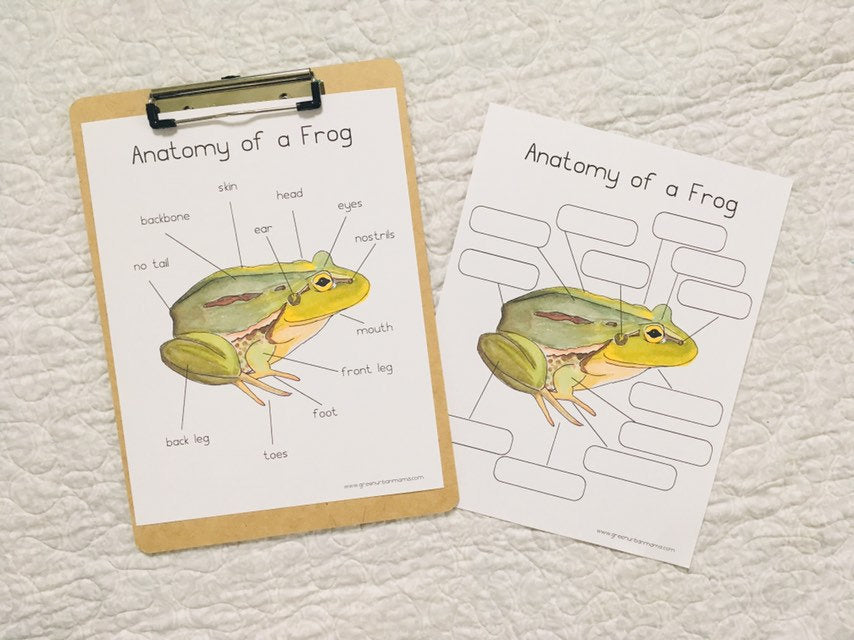 Frog Anatomy Poster