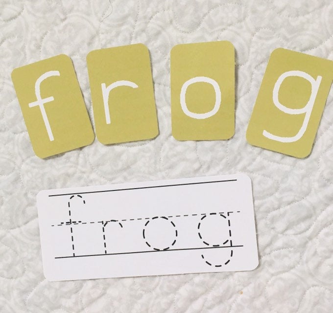Frog Anatomy Poster