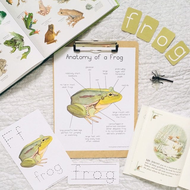 Frog Anatomy Poster