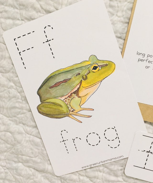 Frog Anatomy Poster
