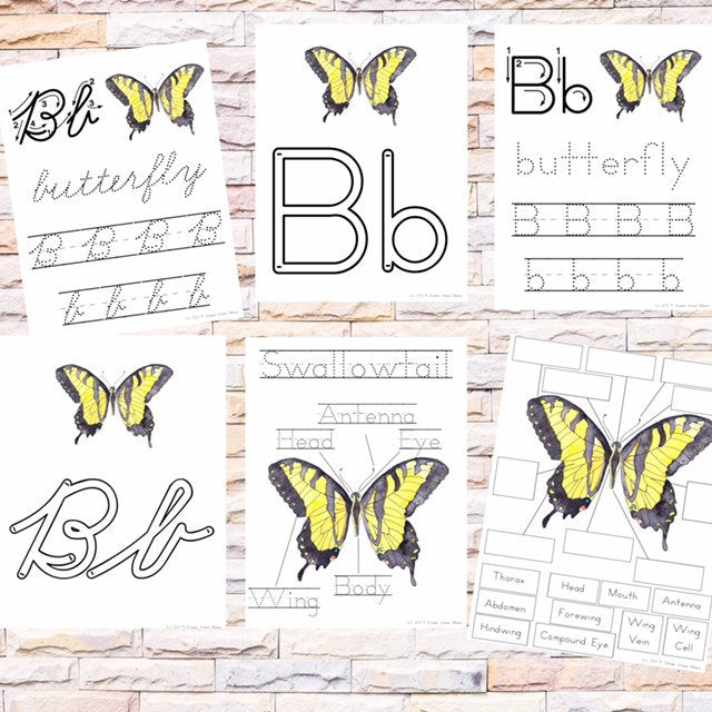 Anatomy of Butterfly Poster & Handwriting Kit