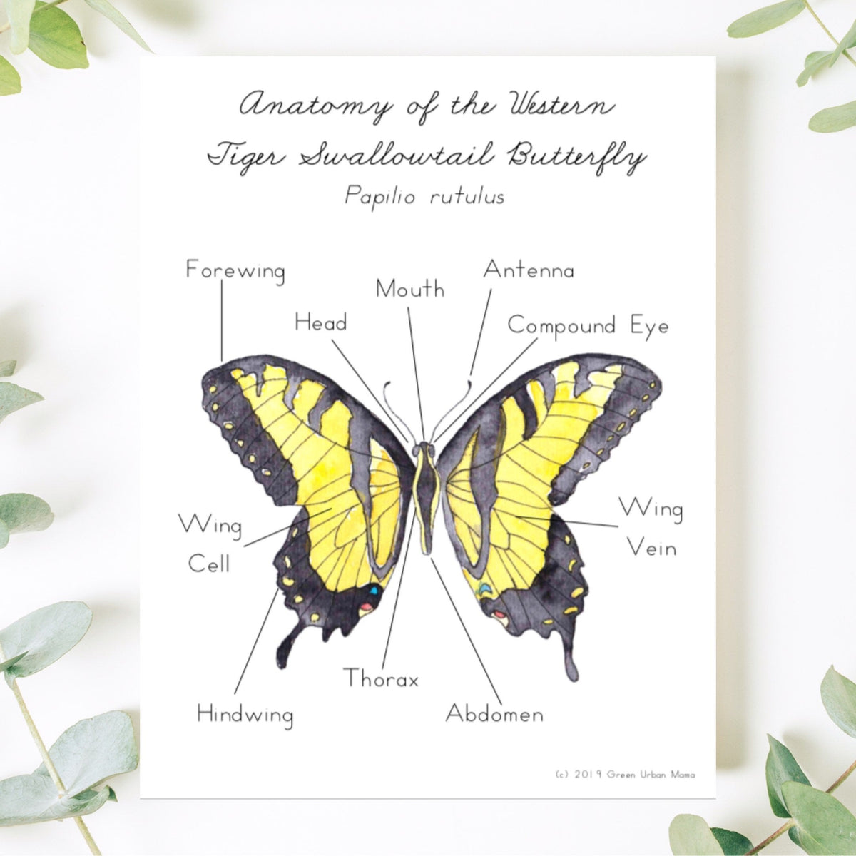 Anatomy of Butterfly Poster & Handwriting Kit