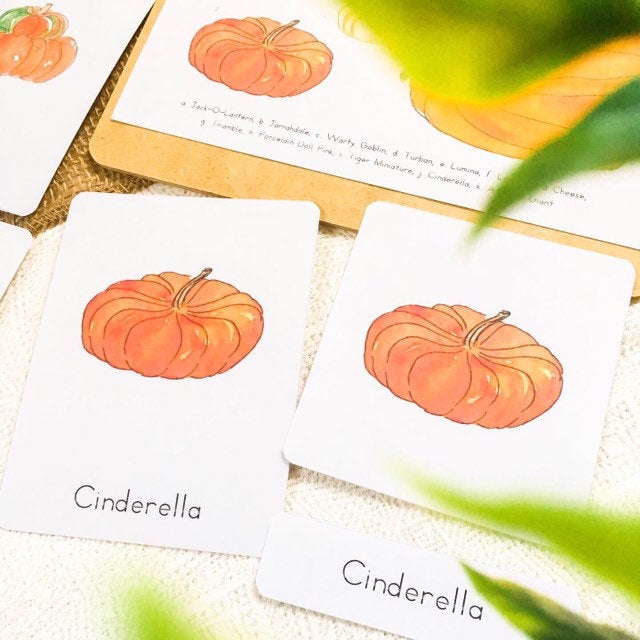 Pumpkin Varieties