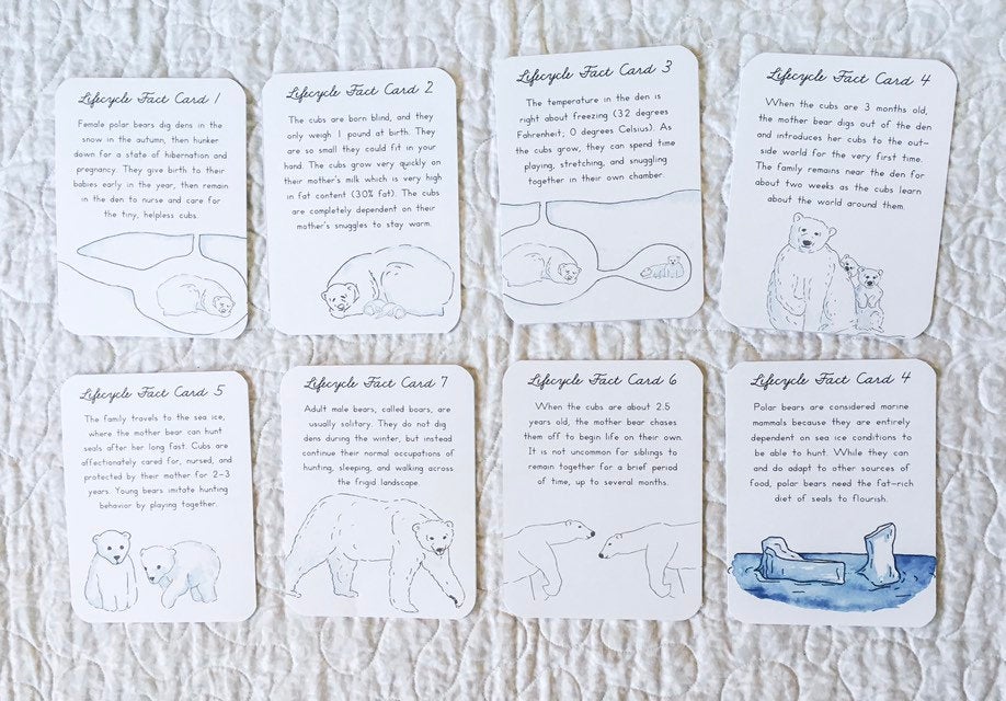 Polar Bear Life Cycle | Montessori Preschool Homeschool Unit Study Printable Curriculum