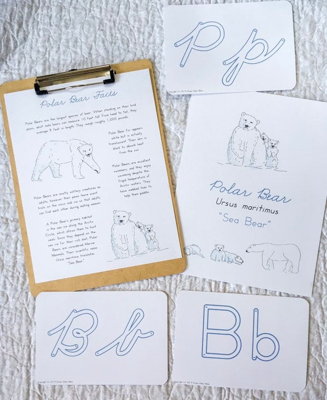 Polar Bear Life Cycle | Montessori Preschool Homeschool Unit Study Printable Curriculum