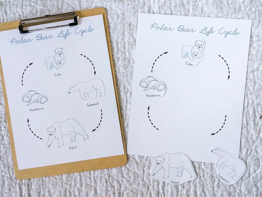 Polar Bear Life Cycle | Montessori Preschool Homeschool Unit Study Printable Curriculum