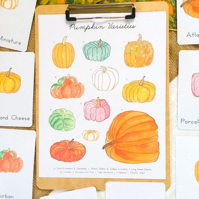 Pumpkin Varieties