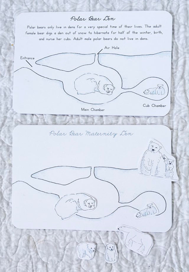 Polar Bear Life Cycle | Montessori Preschool Homeschool Unit Study Printable Curriculum
