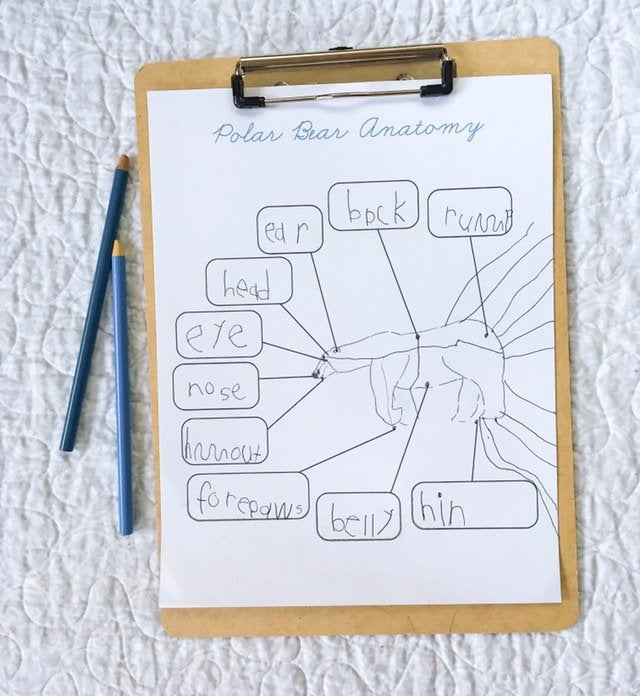 Polar Bear Life Cycle | Montessori Preschool Homeschool Unit Study Printable Curriculum