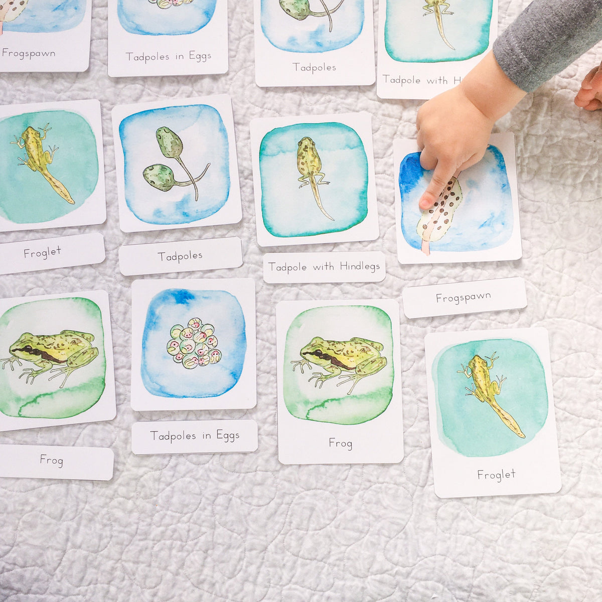 Pacific Tree Frog Life Cycle | Printable
