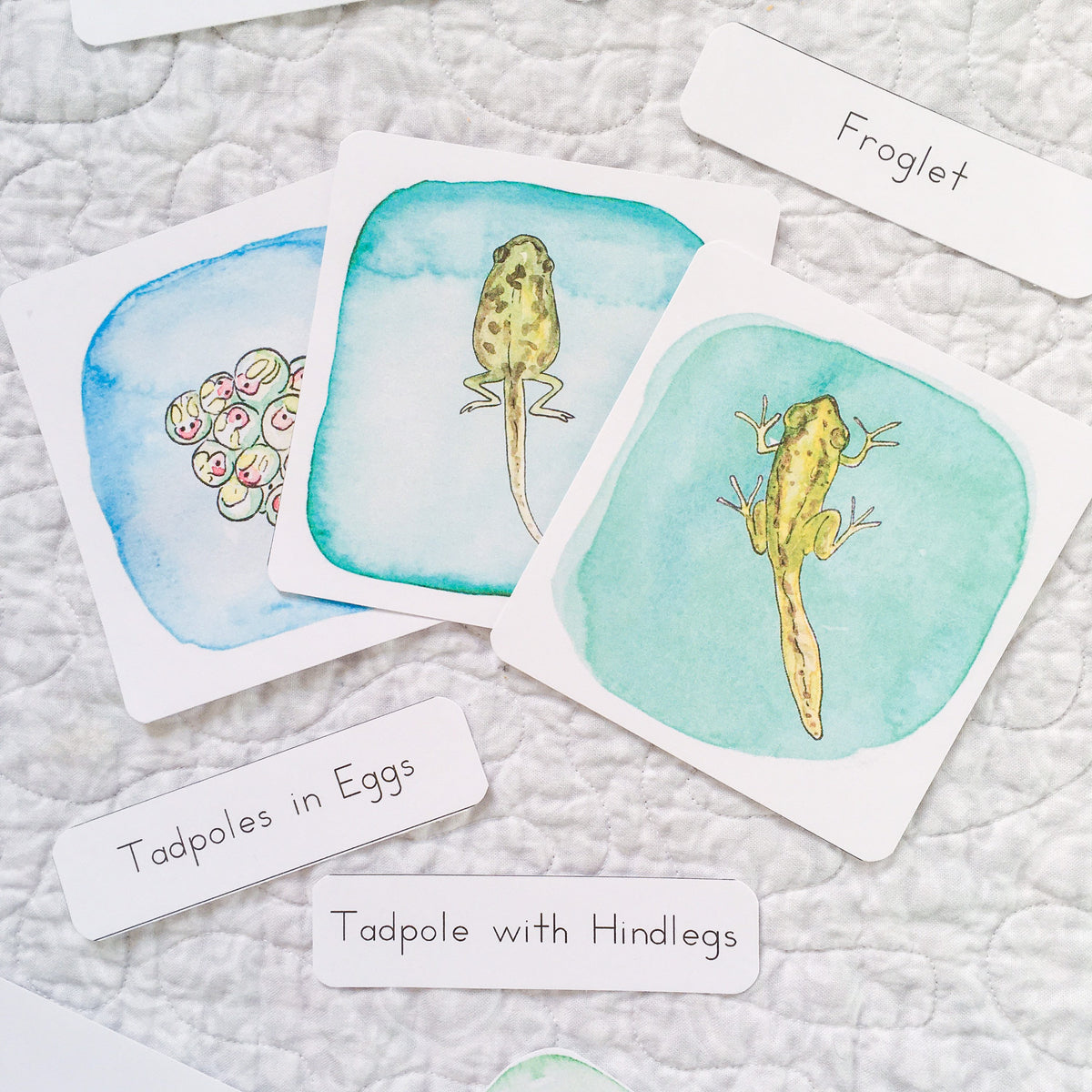 Pacific Tree Frog Life Cycle | Printable