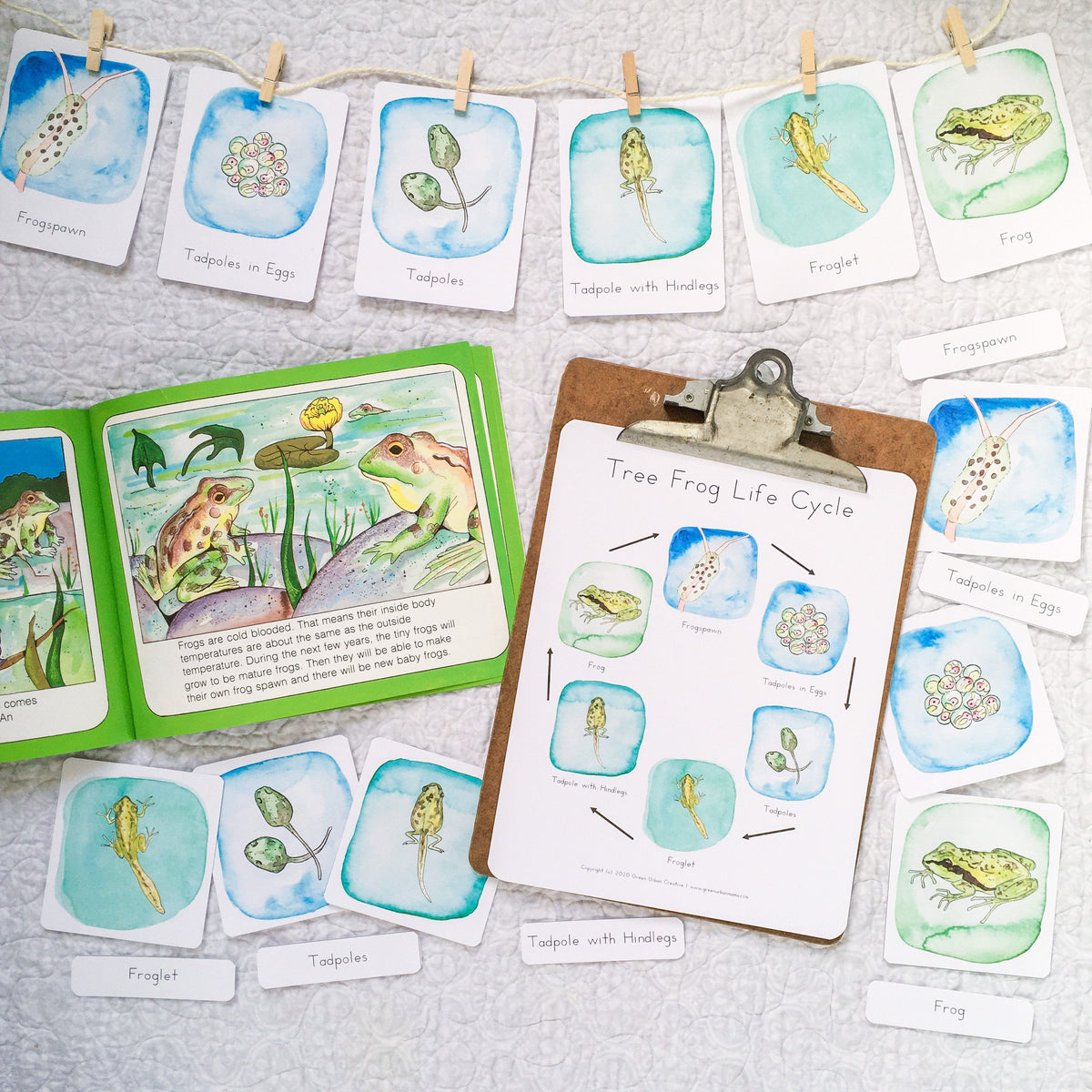 Pacific Tree Frog Life Cycle | Printable
