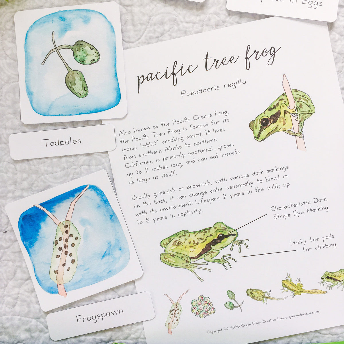 Pacific Tree Frog Life Cycle | Printable