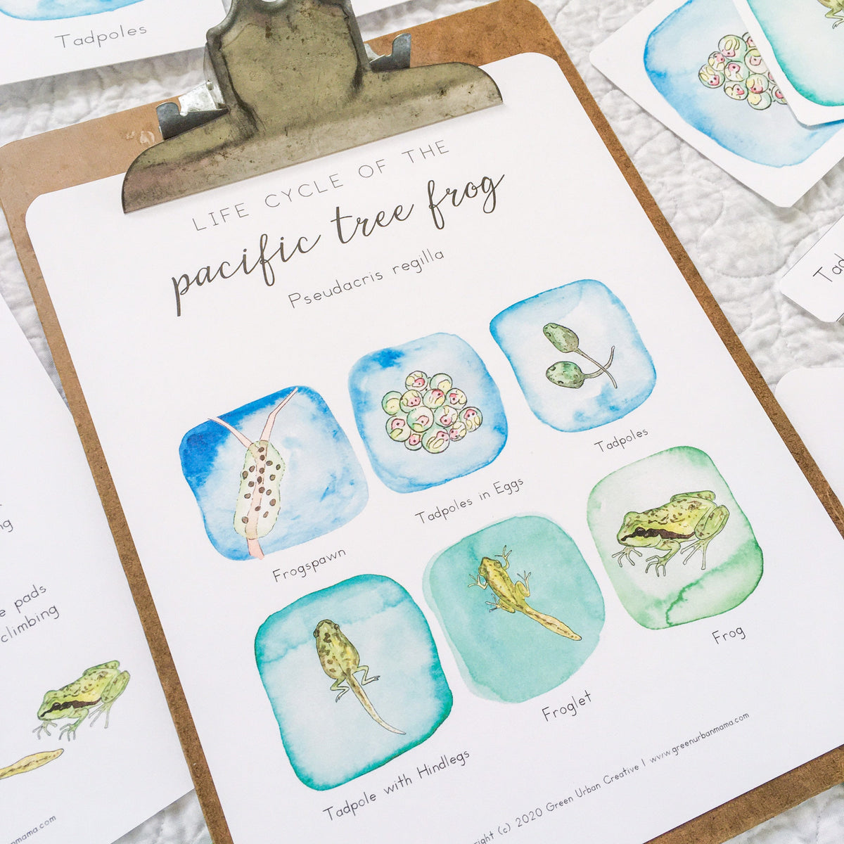 Pacific Tree Frog Life Cycle | Printable