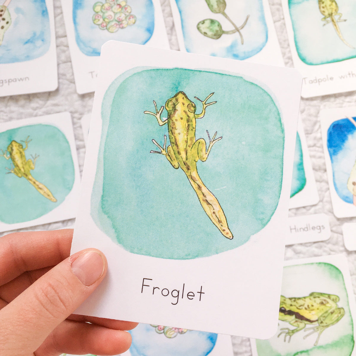 Pacific Tree Frog Life Cycle | Printable
