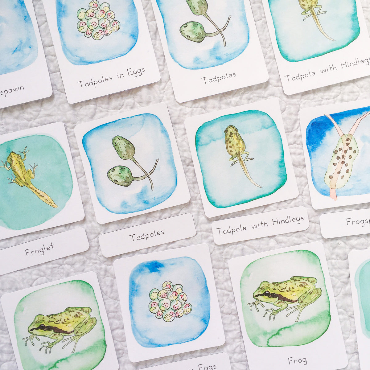 Pacific Tree Frog Life Cycle | Printable