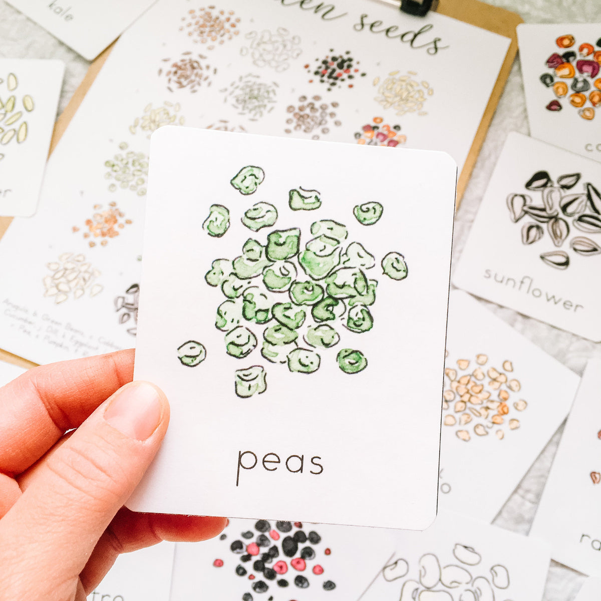 Garden Seeds Flashcards | Printable