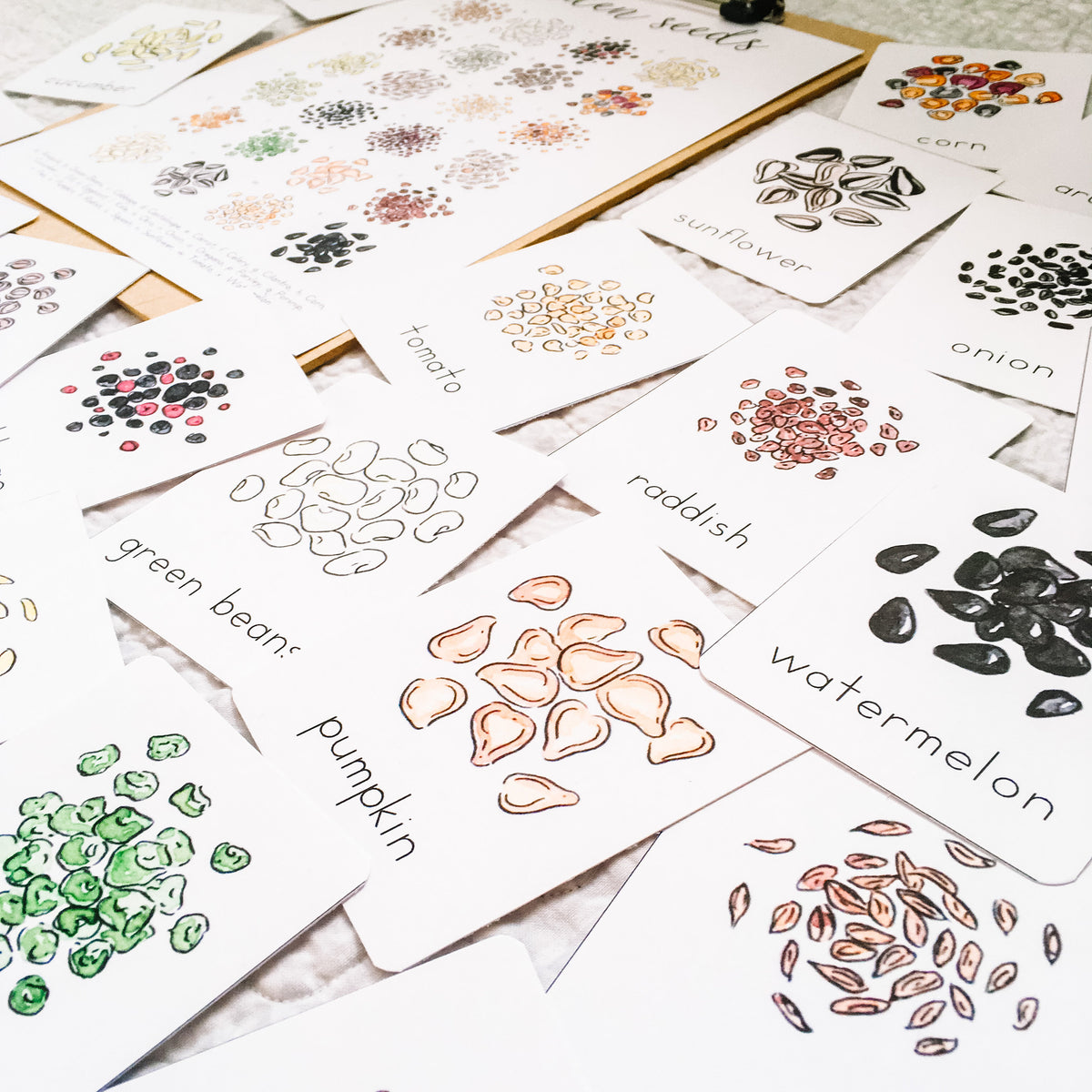 Garden Seeds Flashcards | Printable