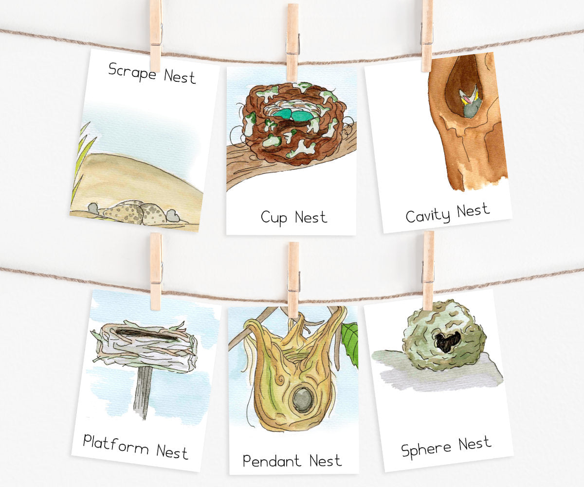 Bird Nests | Printable