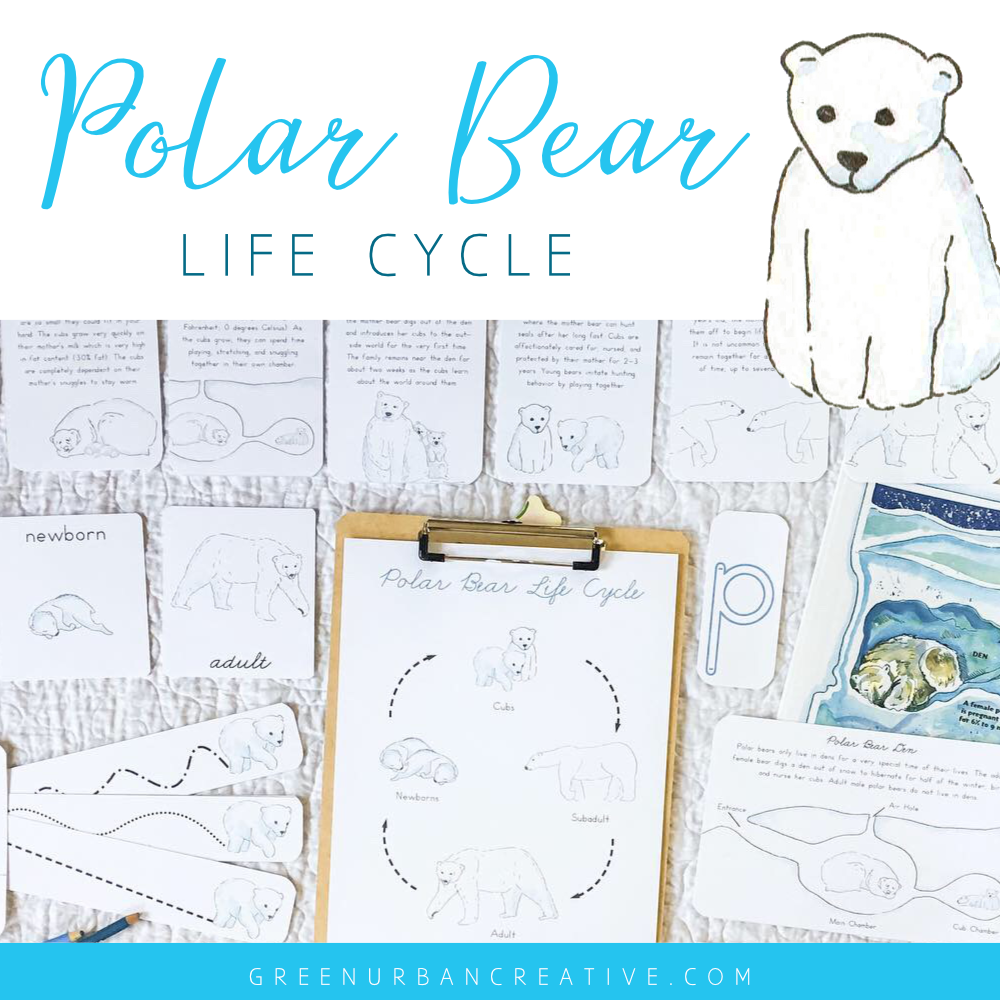 Polar Bear Life Cycle | Montessori Preschool Homeschool Unit Study Printable Curriculum