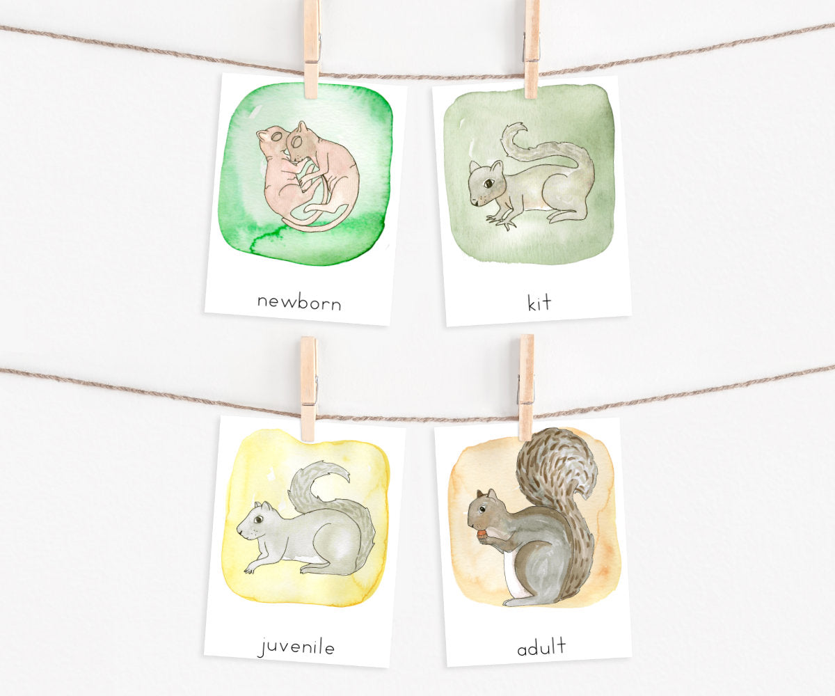 Squirrel Life Cycle