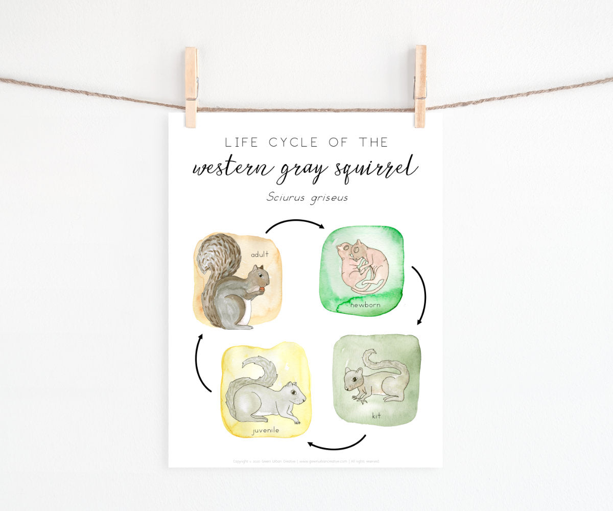 Squirrel Life Cycle