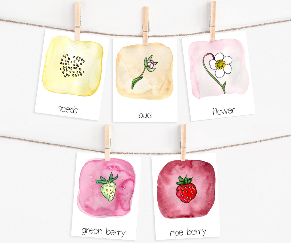 Strawberry Life Cycle | Printable