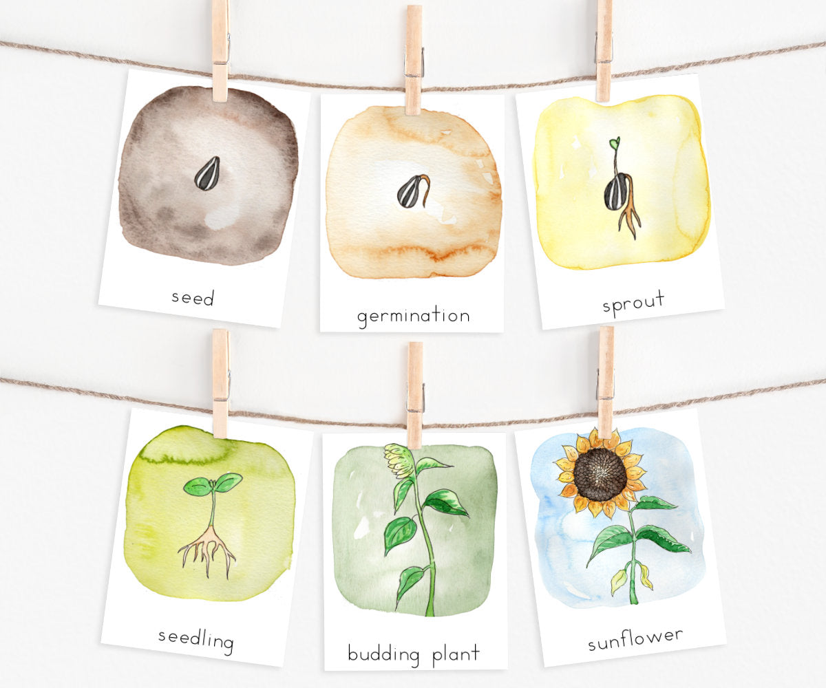 Sunflower Life Cycle