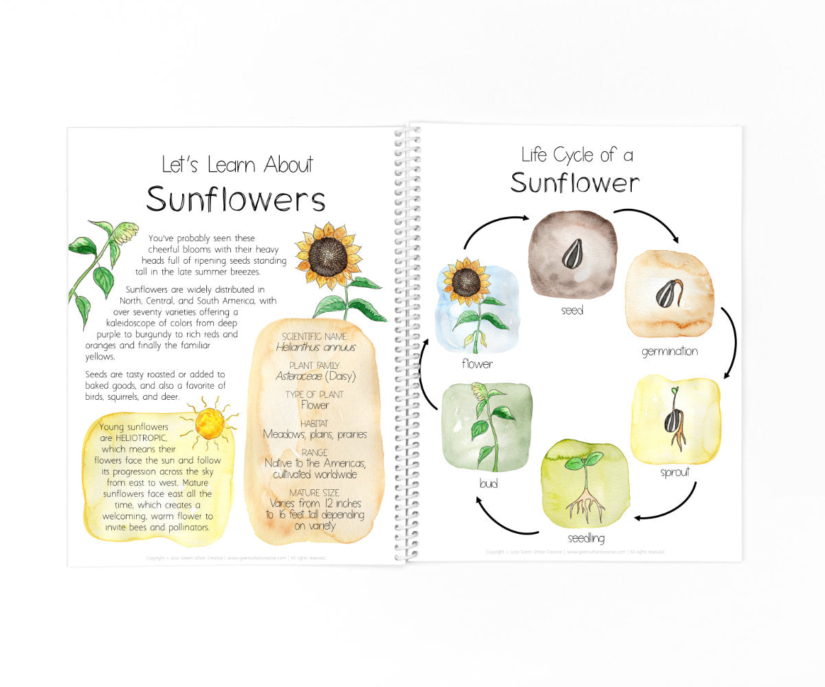 Summer Collection | Digital Download