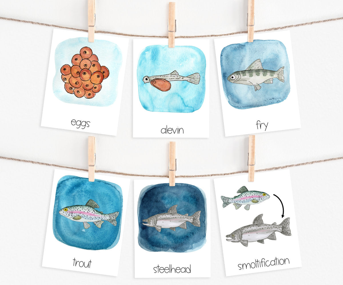 Rainbow Trout Life Cycle | Printable